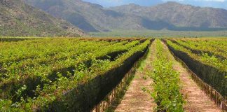 Importante apoyo al sector vitivinícola de La Rioja