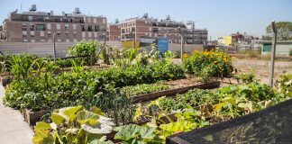 El hotel Hilton Buenos Aires anuncia su alianza con Vivera Orgánica- Rodrigo Bueno