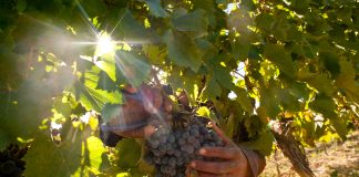 Con epicentro en San Patricio del Chañar, Neuquén presenta su Vendimia