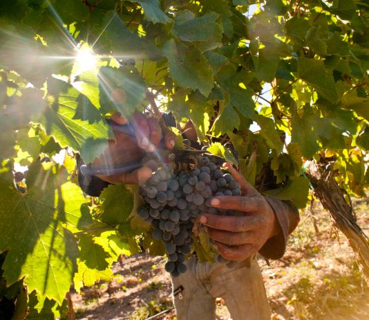 Con epicentro en San Patricio del Chañar, Neuquén presenta su Vendimia