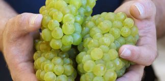 Saurus Select Chardonnay: un vino elegante para celebrar a la reina de las cepas blancas