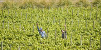 Descubrí la primera bodega de Patagonia que mide la huella de carbono