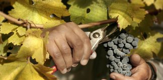 Bodega Malma, la bodega de Neuquén con Protocolo de Sustentabilidad