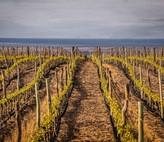 Bodega Trivento neutraliza sus emisiones provenientes de la energía eléctrica