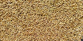 Mijo: qué es y cómo prepararlo mijo qué es