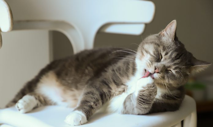 día del gato