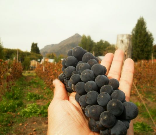 Chubut invita a su 1º Festival Provincial de la Vendimia en Semana Santa Festival Provincial de la Vendimia