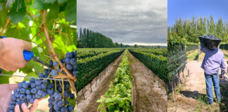 “Vení a cosechar a Finca Bandini”, una experiencia única para vivir la vendimia en Mendoza desde adentro finca bandini