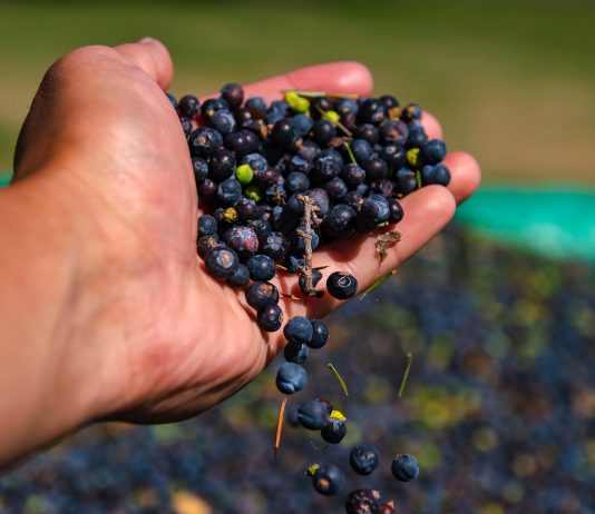 El enebro salvaje, un tesoro exótico de la Patagonia enebro salvaje