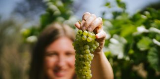 Día Internacional del Chardonnay: ¿Por qué es la “reina de las blancas”? chardonnay