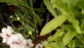 Astral, el primer vermut orgánico y biodinámico argentino astral