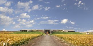 Intemperie Malbec Orgánico de Bodega Malma: la expresión más pura de la Patagonia intemperie malbec