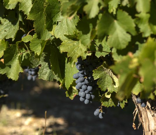 Pyros Wines presenta su Malbec-Cabernet 2023 con el lanzamiento de nueva imagen pyros wines