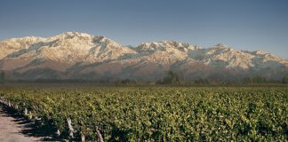 Bodegas Trapiche ya comercializa sus vinos cultivados en la Costa Atlántica
