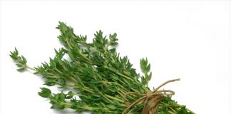 Tomillo: mucho más que una aromática