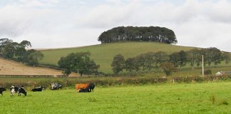 Escocia prohíbe el cultivo de transgénicos en sus tierras