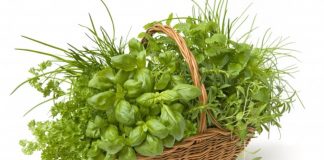 De la huerta a la mesa: usos y propiedades de las plantas aromáticas