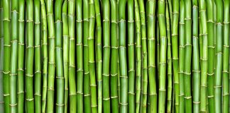 «El bambú, una alternativa sostenible»: 1er encuentro internacional en la UBA