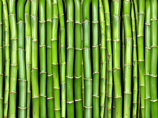 «El bambú, una alternativa sostenible»: 1er encuentro internacional en la UBA