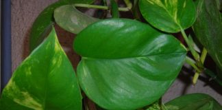 Las cinco plantas que recomienda la NASA para purificar el aire del hogar