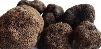 Argentina producirá las cotizadas trufas negras de Perigord