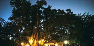 Gulliver Bar: un jardín cervecero en Tomas Jofré