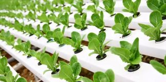 Un grupo de estudiantes diseñó un método para crear minihuertas en departamentos