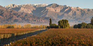 Los mejores vinos de Mendoza tendrán su noche en Buenos Aires
