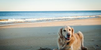 Mar del Plata quiere convertirse en la primera ciudad «pet friendly»