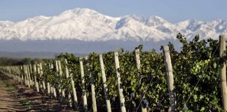 Observatorio Estadístico del Turismo del Vino: una nueva iniciativa para promover el enoturismo mendoza