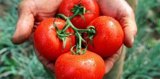 ¿Por qué es mejor no guardar los tomates en la heladera?