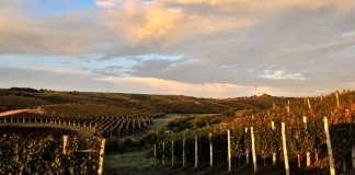 Por primera vez en Argentina llega la exposición de Vinos de Uruguay
