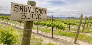 Estos son los 50 mejores Sauvignon Blanc del mundo