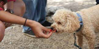 5 alimentos que jamás deberías darle a tus mascotas