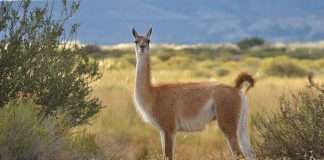 Venderán 600 kilos de carne de guanaco, una apuesta para incorporarla a la gastronomía