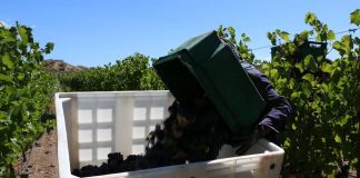 Bodega Schroeder invita a vivir la Vendimia