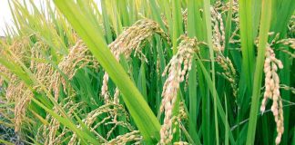 Cerveza de arroz apta para celíacos, un nuevo avance de la ciencia argentina