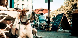 Turismo Pet-Friendly: una prioridad para los viajeros poder disfrutar con sus mascotas