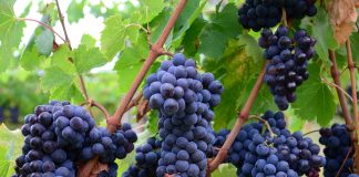 La D.O.C. Luján de Cuyo tuvo su encuentro anual y estas fueron las conclusiones