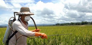 El 60% de las frutas y verduras que consumen los porteños contienen agrotóxicos