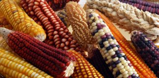 Conversaciones sobre la Soberanía Alimentaria en Tecnópolis