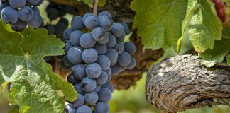 Elogio del Merlot: Bodega Domaine Bousquet presentó su flamante cosecha