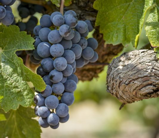 Elogio del Merlot: Bodega Domaine Bousquet presentó su flamante cosecha