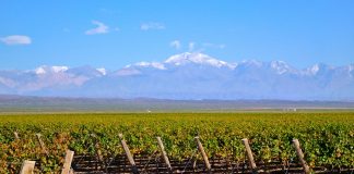 Expertos del vino anticipan que la cosecha 2017 será excelente