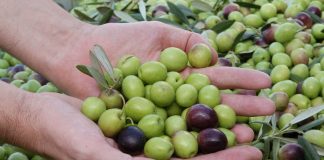 Aliment.AR: el mundo de los alimentos se dará cita en un solo lugar