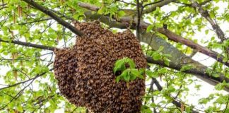 La Miel Silvestre del Pueblo Wichí, el nuevo Baluarte Slow Food