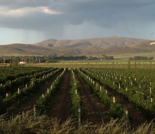 Los mejores Vinos de la Provincia de Buenos Aires se dan cita en Olivos