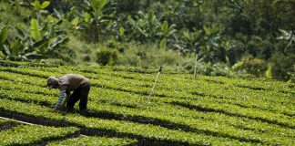 Para todos los amantes del café, nada como la ruta cafetera de América Latina