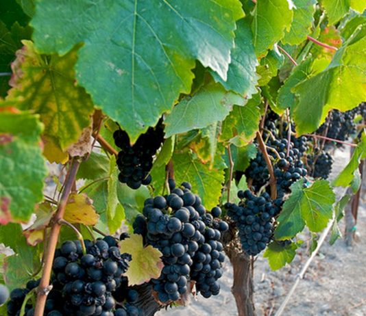 Petit Verdot: una uva tinta con mucha personalidad