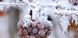 Vinos de Hielo: qué son y por qué son tan exclusivos